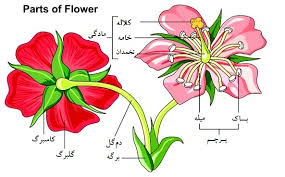 شناخت اجزای گیاهان